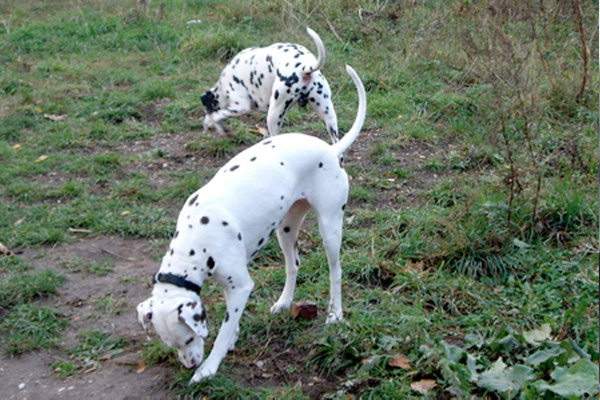 Bundesgerichtshof kippt Klausel in Mietverträgen zur Hundehaltung