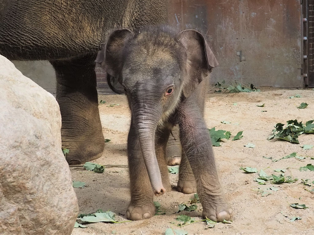 Name für Elefantennachwuchs im Zoo Leipzig gesucht