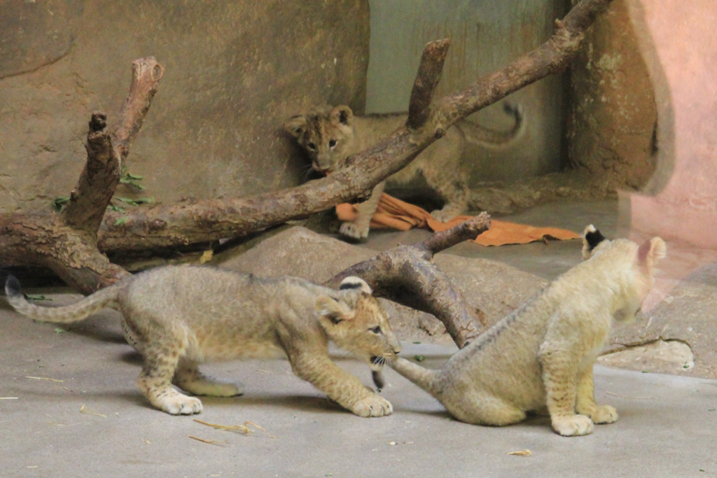 Neben den Elefanten ist auch der Löwennachwuchs ein Anziehungspunkt im Zoo Leipzig