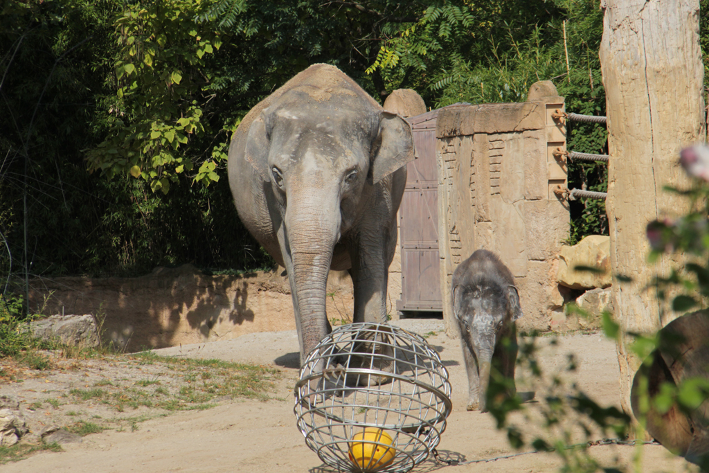 Ab Montag können sich die Elefanten im Zoo Leipzig wieder auf Besuch freuen