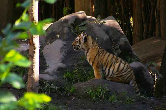 Tigerbaby im Leipziger Zoo gestorben